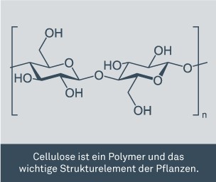 Cellulose ist ein Polymer und das wichtige Strukturelement der Pflanzen